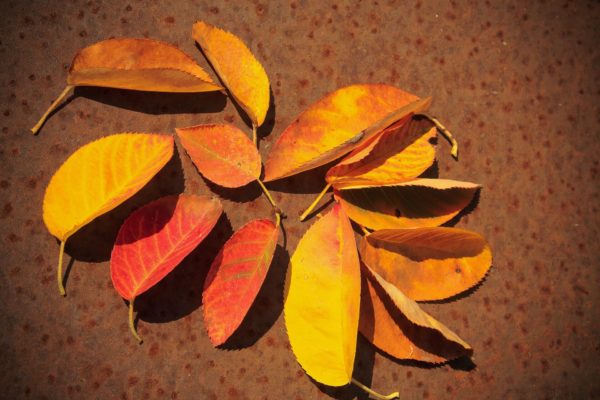 Amelanchier canadensis forme buisson – Image 4