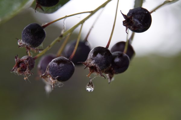 Amelanchier canadensis forme buisson – Image 3