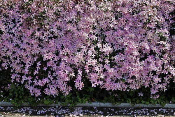 Clématite de printemps (clematis montana)