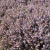 Bruyère d'hiver (érica) – Image 3