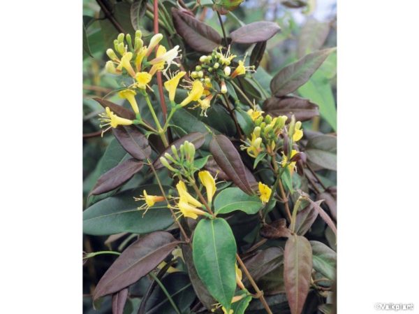 Chèvrefeuille à feuillage persistant (lonicera Henry ) – Image 2